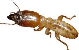 termite-8